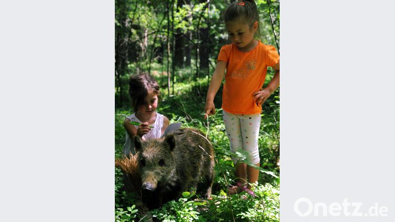 Bei der Waldpirsch für Kinder mussten Wildschwein, Waldkauz, Baummarder und Eichhörnchen aufgespürt werden. GF, Autor