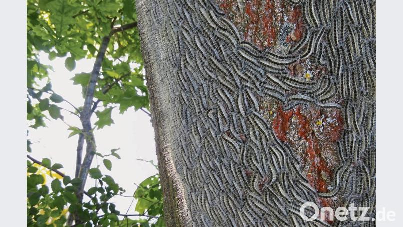 Hier hat eine gewaltige Menge an Eichenprozessionsspinnern einen Baum auf einem Privatgrundstück in Auerbach befallen. exb