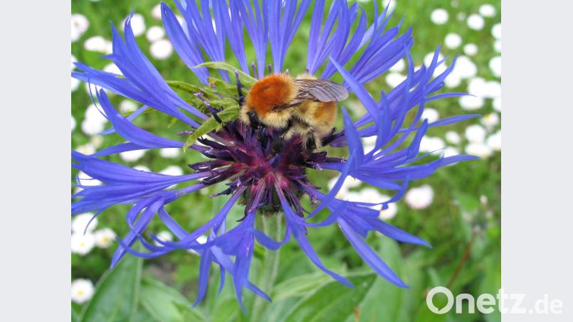 Ackerhummel Beitrag, Externer [EXB] (kontakt@oberpfalznetz.de)