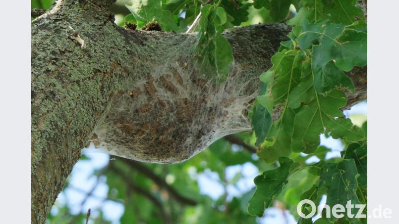 Hoch oben in einer Eiche in Kulmain ein Gespinstnest mit unzähligen Eichenprozessionsspinnern. bkr