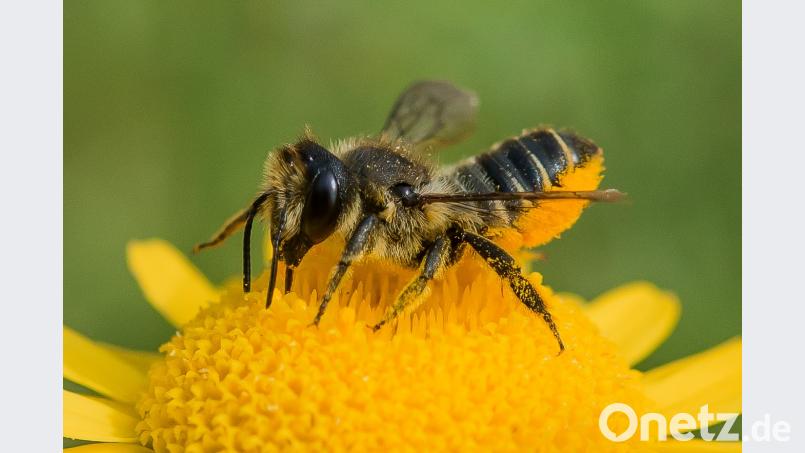 Blattschneiderbiene Beitrag, Externer [EXB] (<a href=