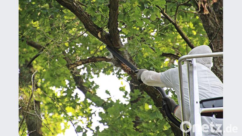 Spezialkräfte entfernen die Nester des Eichenprozessionsspinners in Eschenbach. jma