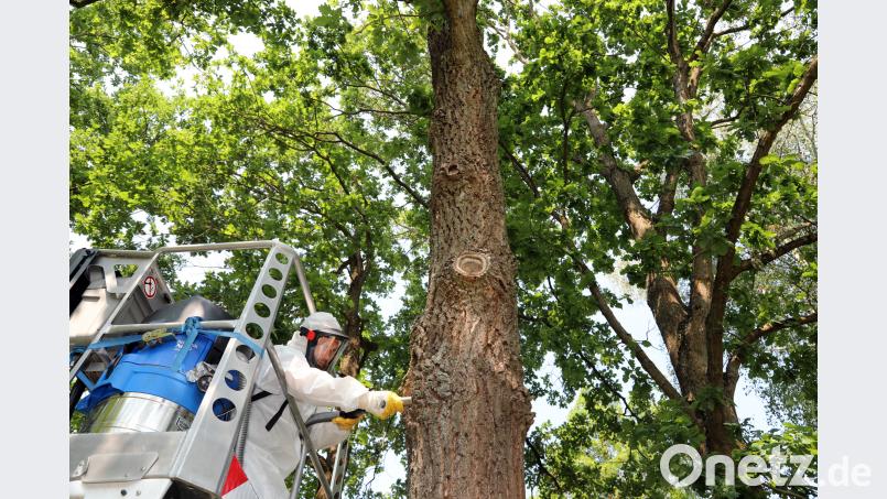 Mitarbeiter der Firma Bischof saugen im Erlebnisbad die Raupen des Eichenprozessionsspinners von den Bäumen ab. Götz