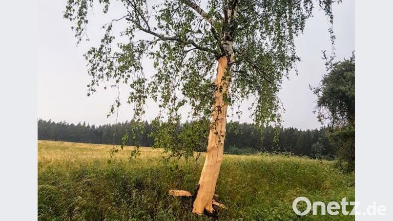 Bei Ehenfeld steht diese Birke: Ein Blitz hat im unteren Teil die komplette Rinde abgeschält. [FDL]