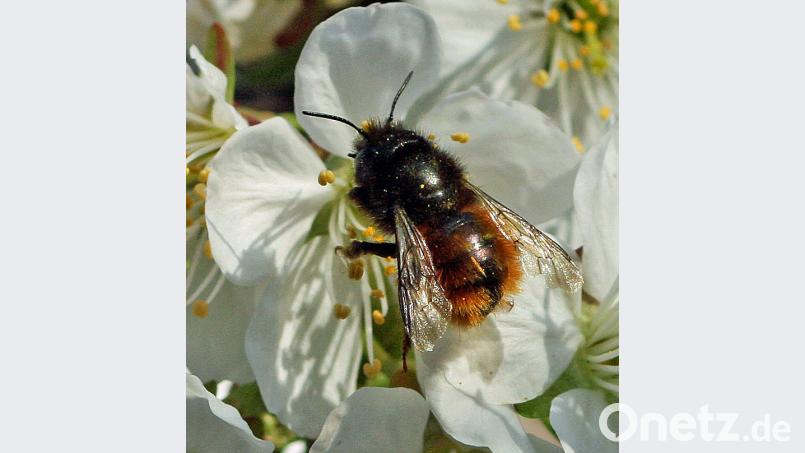 Gehörnte Mauerbiene Beitrag, Externer [EXB] (<a href=