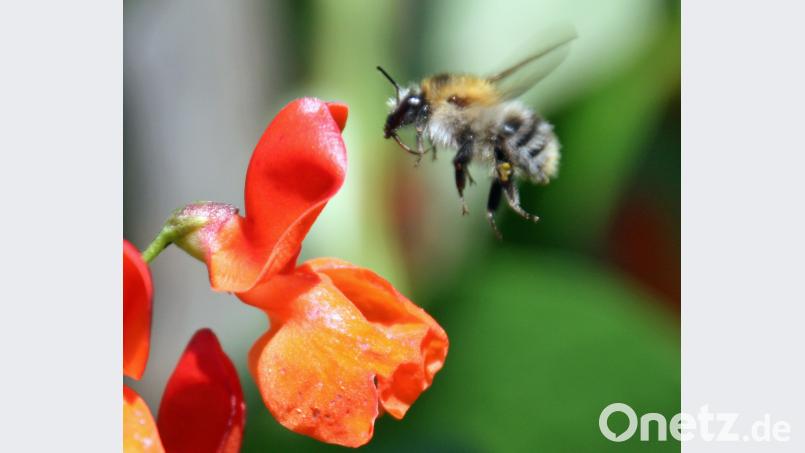 Baumhummel Beitrag, Externer [EXB] (<a href=