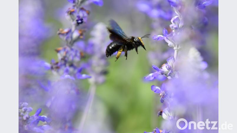 Eine Wildbiene sucht an einer Blüte des Mehlsalbeis nach Nektar. Uwe Anspach/dpa