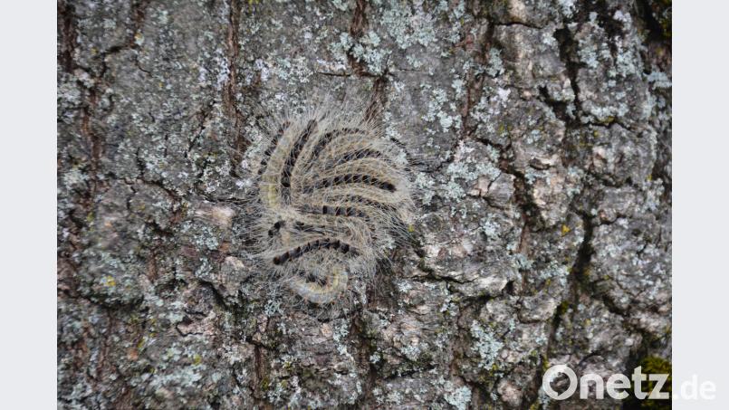 Klein, aber gefährlich ist die Raupe des Eichenprozessionsspinners. ak