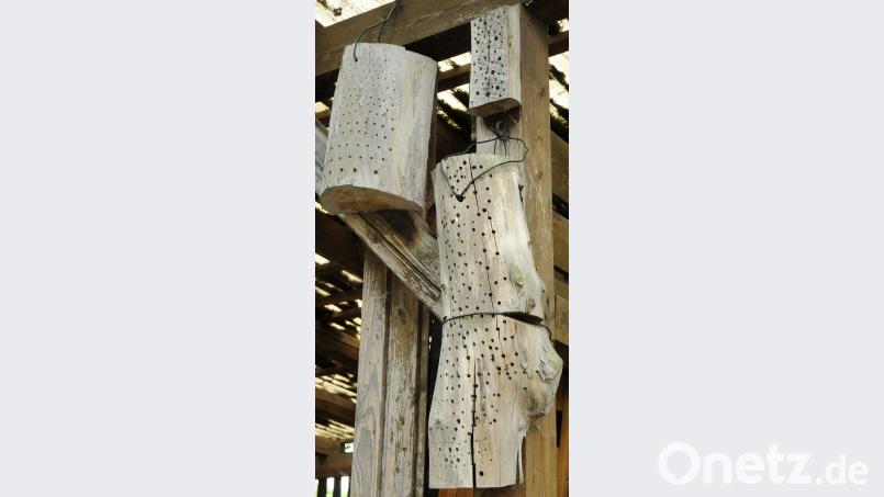 In Altholz hat der Biologe Löcher gebohrt, um Wildbienen ein Zuhause zu geben. Stephan Huber