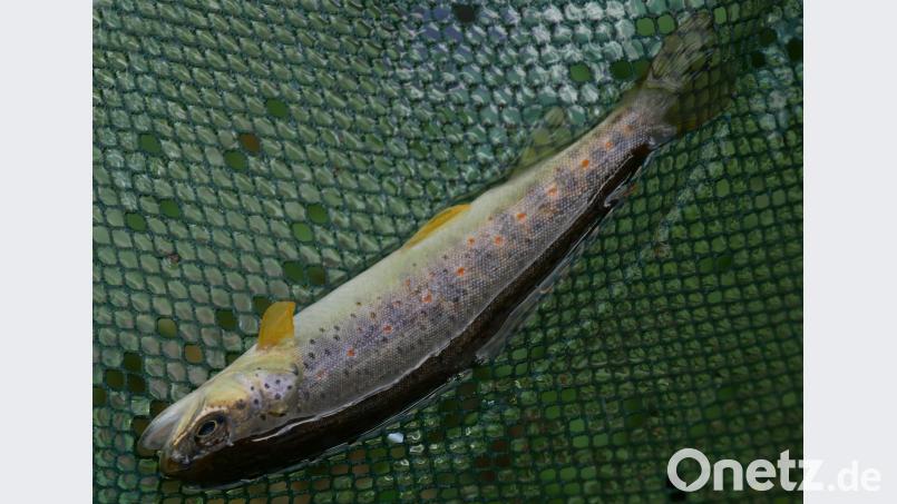 Der Leitfisch, die Bachforelle, ist in ihrem Bestand dramatisch zurückgegangen. tr