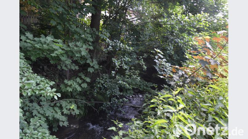 Dicht zugewachsen ist der sanierungsbedürftige Brückendurchlass über dem Kornmühlbach bei Königshütte. Rosner, Josef [JR] (ROSNER.JOSEF@T-ONLINE.DE)