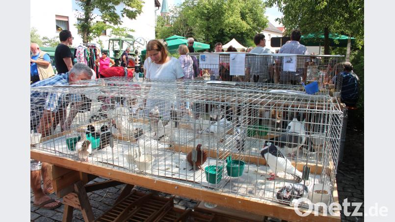 Auch lebende Tiere gibt es zu bestaunen – von Tauben über Hühner bis hin zu Hasen. stg