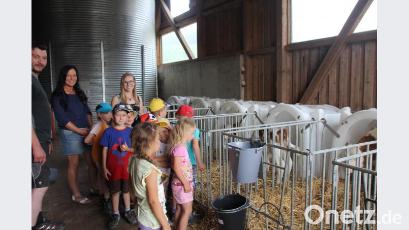 Landwirt Robert Hummer führte die kleinen Besucher  und ihre Betreuerinnen Hildegard Kraus- Maier und Kristina Baumer auch in den Stall mit den Kälbern. frd