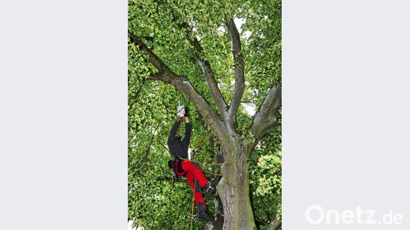 Mit der Motorsäge beseitigen die Mitarbeiter einer Spezialfirma Äste, die herunterfallen könnten. Petra Hartl