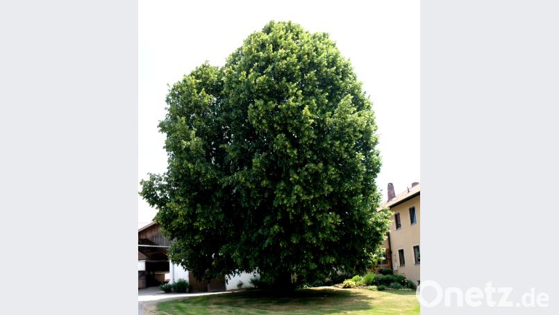 Die blühende Linde   in der Gemeindeflur Pinzer ist ein Bienenparadies. le