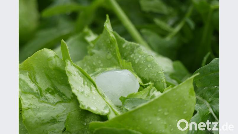 Eissalat in Obersdorf. Ilse Hauer