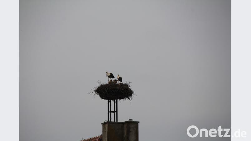 Das Oberviechtacher Storchenpaar betreut gemeinsam die zwei Jungstörche im Horst am VG-Gebäude. frd