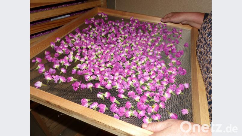 Die Knospen werden in die Trocknung geschoben. Völkl