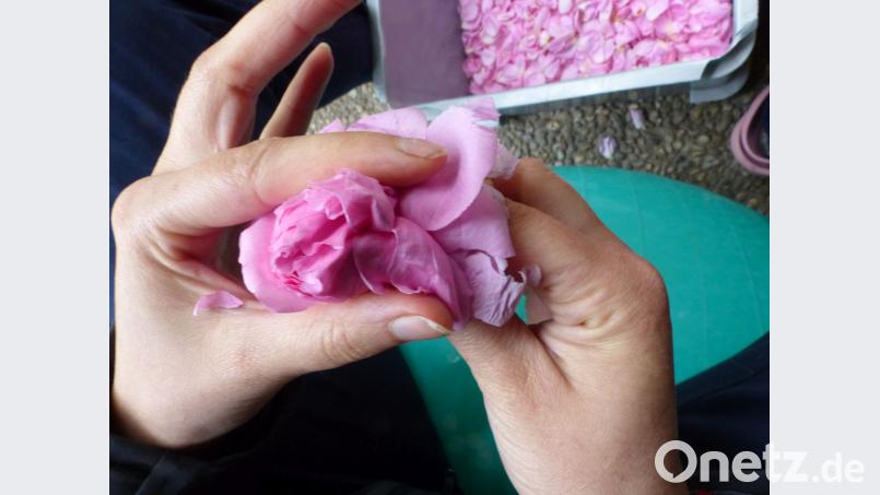 Es gehört viel Routine dazu, um die Qualität der Blüten zu taxieren. Völkl