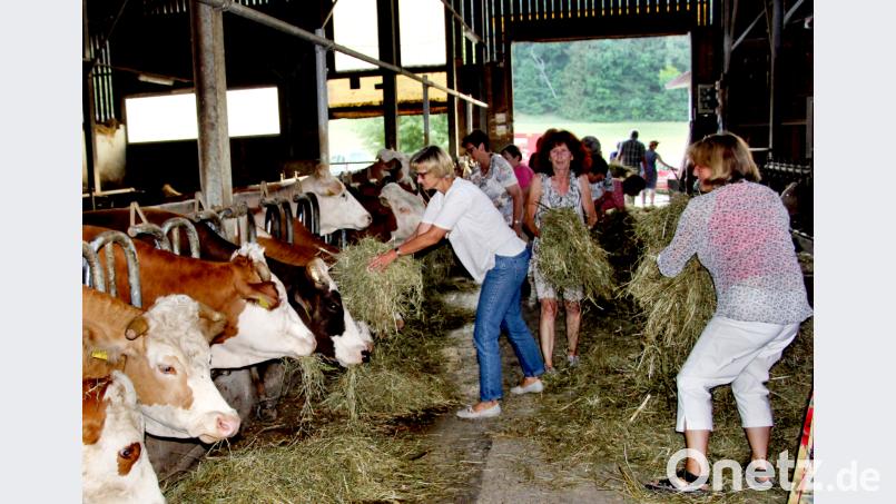 Viel Einsatzbereitschaft zeigten die Treff-Teilnehmer bei der Fütterung der Rinder im Stallbau Pürner. ds