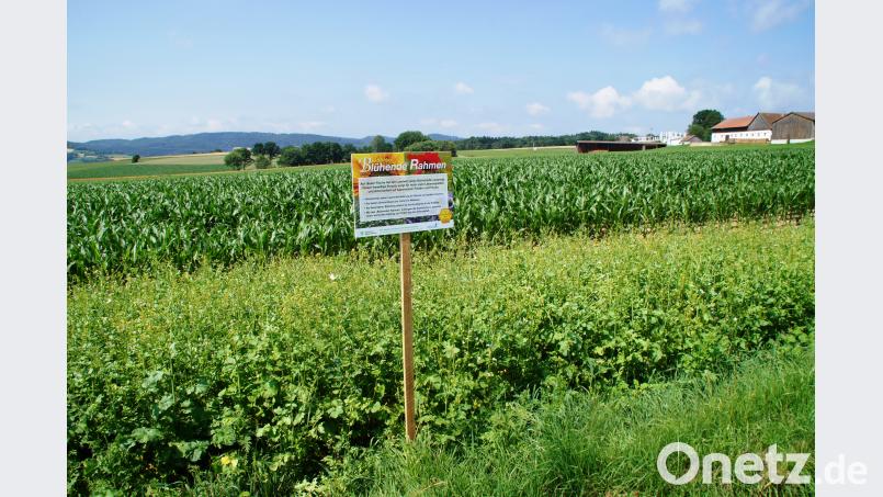 Oberflächlich betrachtet bietet die Vegetation einen wunderbaren Anblick. Doch steckt viel mehr dahinter: Der Boden als Nährstoffquelle will gepflegt sein. sir