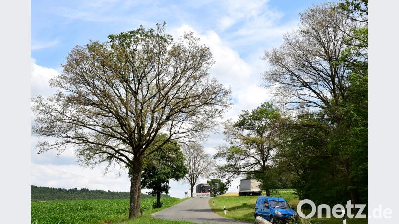 Die Eichen bei Bernricht sind nachhaltig geschädigt. Petra Hartl