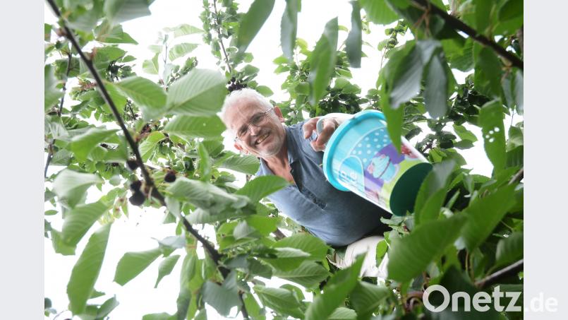 Alfred Wulfänger erntet in diesem Jahr so viele Kirschen wie noch nie. gsb