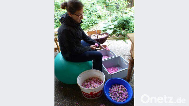 Nach der Rosenernte auf dem Feld werden in der  Delikatessenmanufaktur in Schwarzenfeld die Blätter gezupft und nach Verwendungszweck sortiert. Völkl