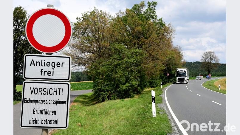 An dieser Parkbucht bei Bernricht sind die Kronen von mindestens fünf Eichen kahlgefressen. Petra Hartl