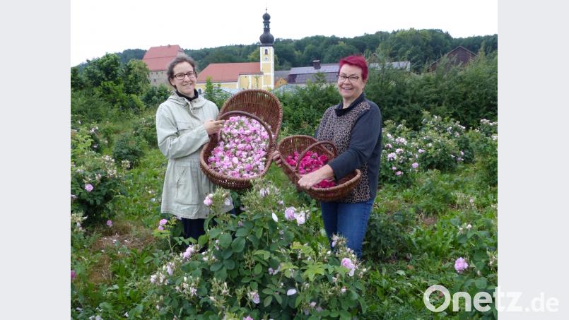 Petra Bergler-Fischer (rechts) und ihre Tochter Veronika beginnen schon frühmorgens auf dem Feld in Wolfring mit der Rosenernte. Völkl
