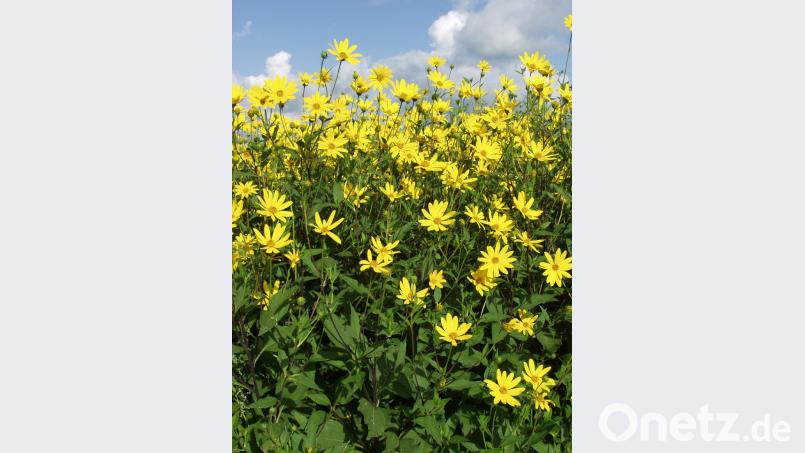 Topinambur-Blüten leuchten in der Natur. Wem gelingt der schönste Schnappschuss von der alten Kulturpflanze. njn