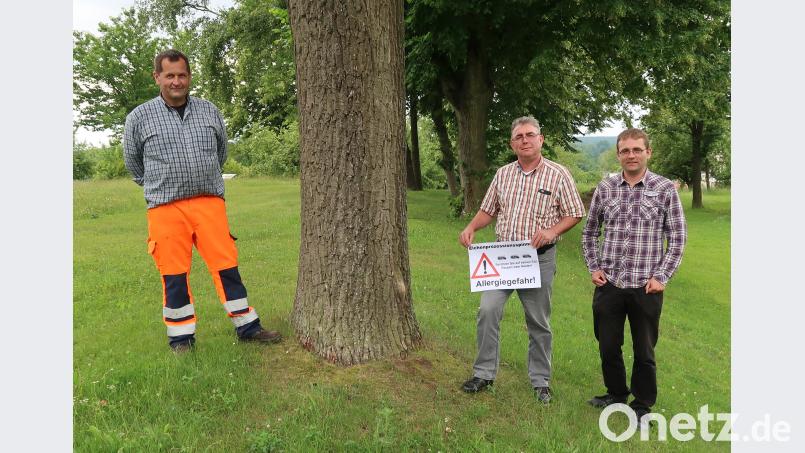 Hausmeister Stefan Blind, Bürgermeister Norbert Bücherl und Bauamtsleiter Markus Ohla (von links) inspizieren eine vom Eichenprozessionsspinner befallene Eiche rab