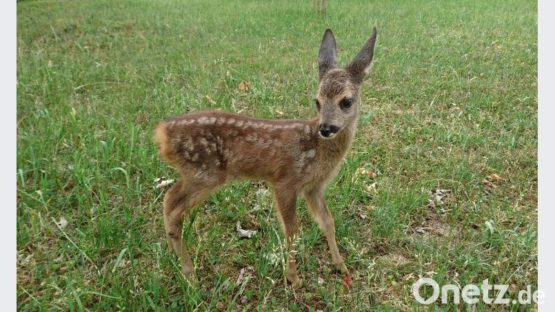 Mit großen Augen blickt das kleine Reh in die Welt. Angst vor Menschen kennt es nicht. Auch für die Fotografin steht es ganz still. Michaela Lowak