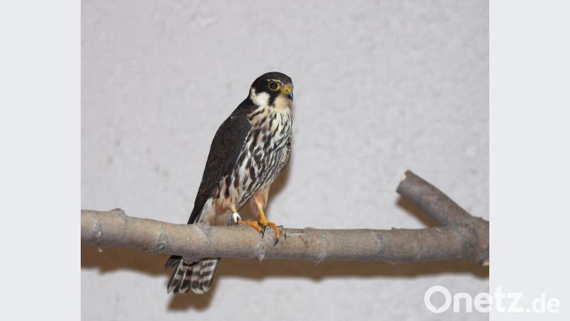 Ein seltener Baumfalke hat sich in Weiden in ein Klamottengeschäft verirrt. Symbolbild: NABU/dpa