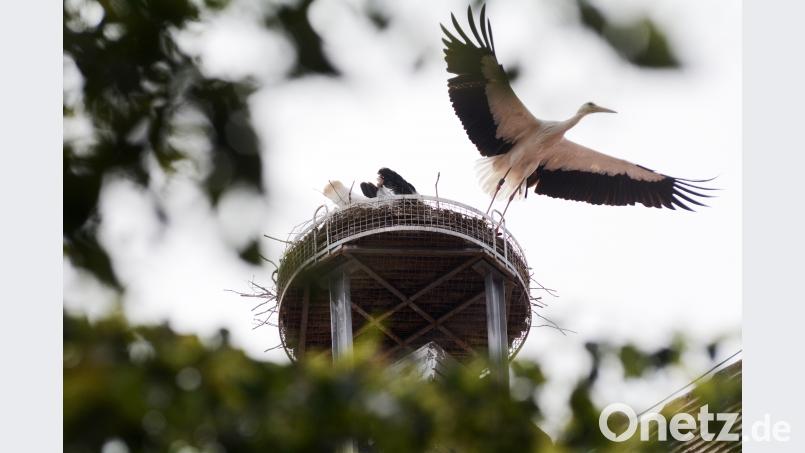 Die Flatter macht der Storch. Es wird zu eng im Horst auf dem Alten Schulhaus. Schönberger