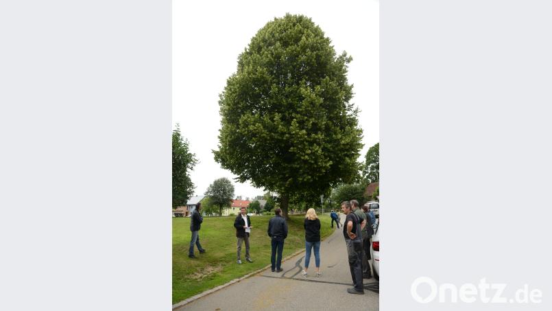 Sollte die Linde am Dorfweiher bei einem Sturm umfallen, sieht Josef Stahl (rechts im Bild) eine große Gefahr für sein Haus. bey