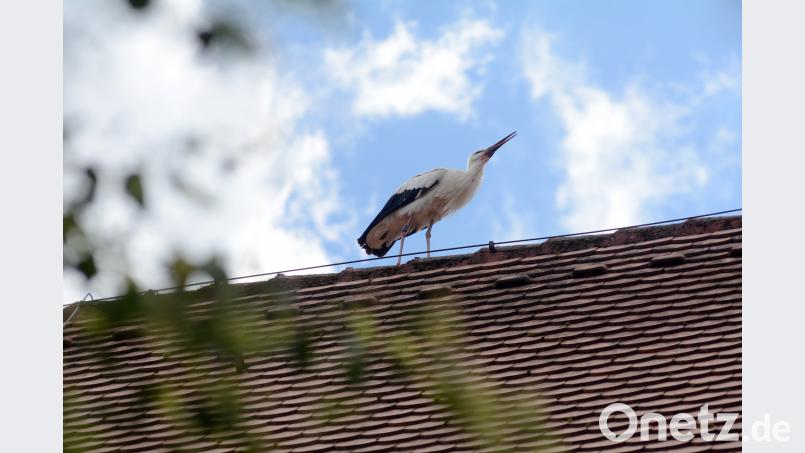 Drinnen im Horst wird&#039;s zu eng, also klappert der Storch lieber draußen. Schönberger