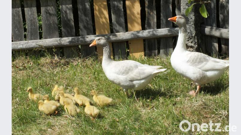 Mama und Papa Gans passen auf ihre Küken auf. Harald Mohr