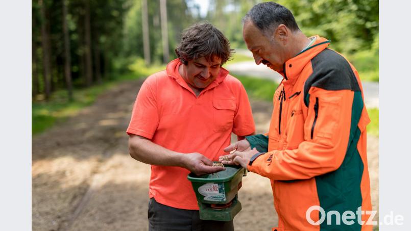Landwirt Oliver Müller und Winfried Pfahler, Leiter des Forstbetriebs Fichtelberg, begutachten das Saatgut für den Blühstreifen beim Grünstein in der Nähe von Fichtelberg. Beitrag, Externer [EXB] (kontakt@oberpfalznetz.de)