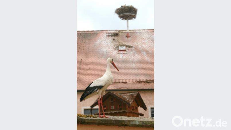 Jungstörche auf dem Dach des Hammer-Hofs. war