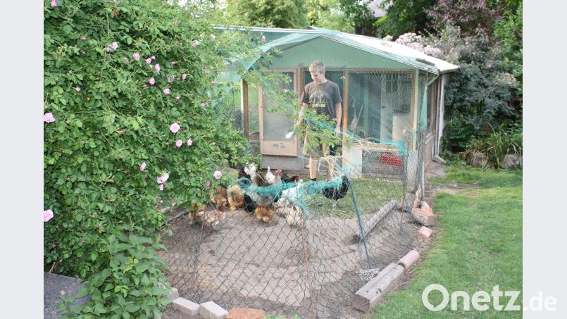 Kreative Möglichkeiten gibt es bei der Wahl des passenden Stalles. Hier wurde ein altes Gewächshaus zum Hühner-Heim umfunktioniert. Sand oder trockenen Erde benötigen die Tiere, um sich von Ungeziefer zu befreien. Die tägliche Fütterung veranschlagt etwa 15 Minuten. Zudem sollte der Stall einmal pro Woche gesäubert werden. Dominik Eckert