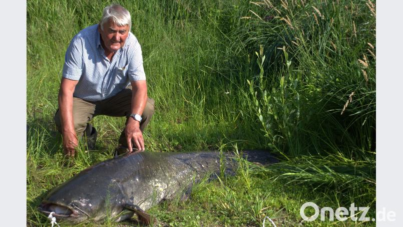 Beim Landen des kapitalen Fisches reichte kein Kescher aus. Wolfgang Danner mit dem Fang seines Lebens, einem Wels mit 79 Kilogramm und 2,31 Meter Länge. dl