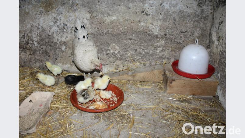 Mit einem Hahn, artgerechter Haltung und etwas Glück klappt es auch mit der natürlichen Nachzucht. Drei Wochen brüten Hennen, danach nehmen sie die Kleinen noch etwa drei Monate unter ihre Fittiche und lernen ihnen das Picken und Scharren. Dominik Eckert