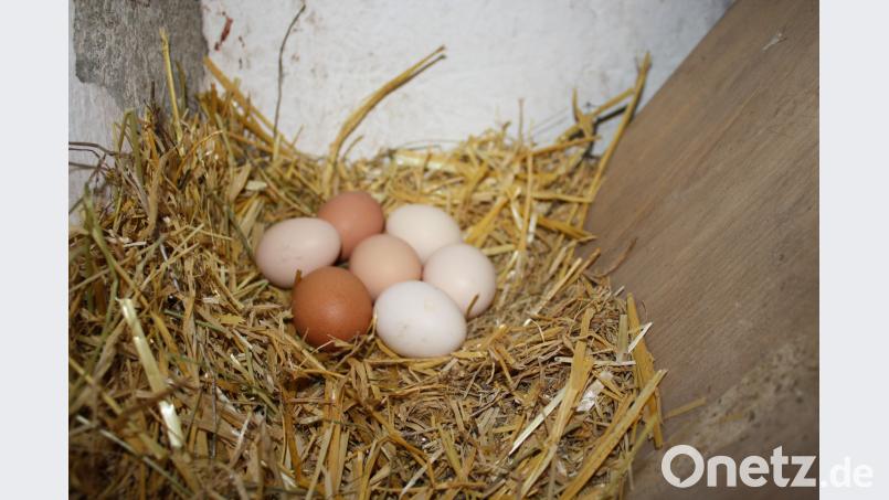 Frisches Stroh und eine ruhige Lage sind für die Legenester wichtig. Etwa alle zwei Tage legt ein Huhn ein Ei. Dominik Eckert
