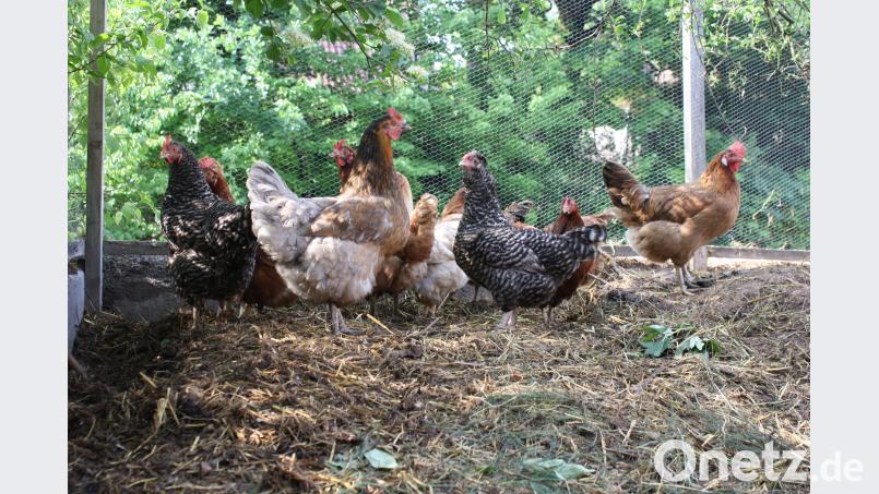 Eine große Auswahl gibt es bei den Hühnerrassen. Nicht nur Körpergröße und Eierfarbe unterscheiden sich je nach Rasse, auch die Charaktere sind verschieden. Grundsätzlich lässt sich zwischen Fleisch- und Legehennen unterscheiden. Halter schätzen neben den Erzeugnissen vor allem die beruhigende Wirkung der Tiere. Dominik Eckert