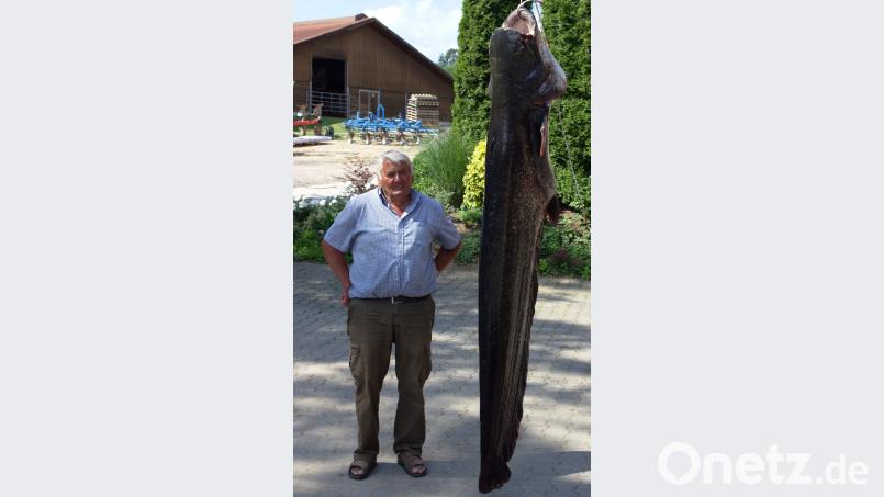 Wolfgang Danner mit dem Fang seines Lebens, einem Wels mit 79 Kilogramm und 2,31 Meter Länge. (dl) dl