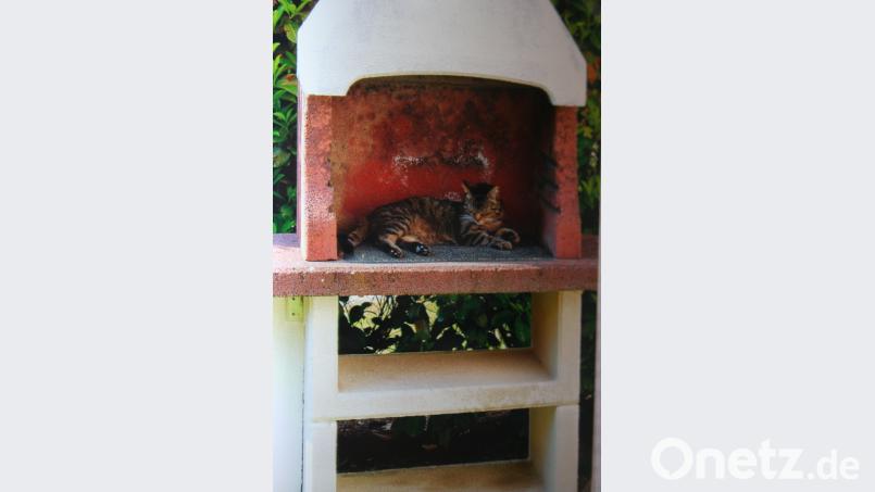 Gefahrlos nutzt Katze „Momo“ einen stillgelegten Gartengrill der Nachbarn für die Mittagsruhe. Damit sie weicher liegen und besser von Mäusen träumen kann, wurde der „Salon“ mit einem kleinen weichen Teppich ausgestattet. gpa