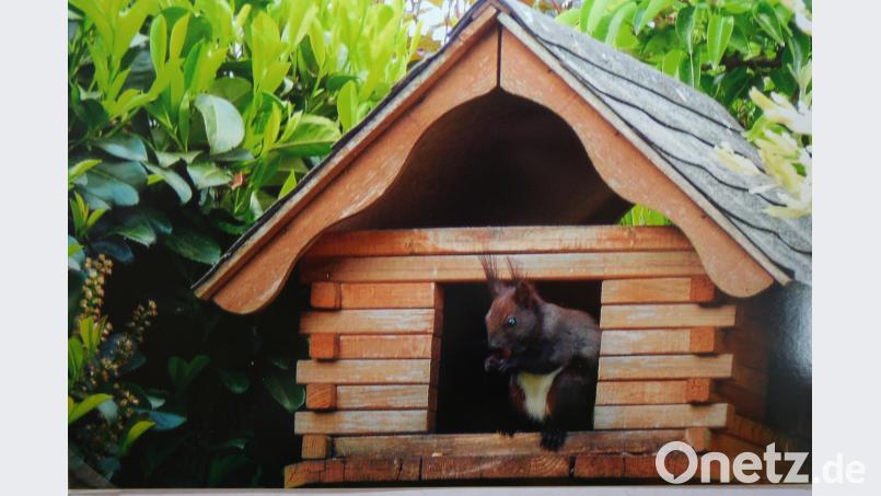 An ein Eichhörnchen im Vogelhaus haben sich Franz und Monika Reiß gewöhnt. Dem „Ferdinand“, wie sie ihn nennen, gefällt es hier sehr gut. Welches „Oachkatzl“ bekommt denn auch schon Haselnüsse, Walnüsse und Sonnenblumenkerne „frei Haus“ geliefert? gpa