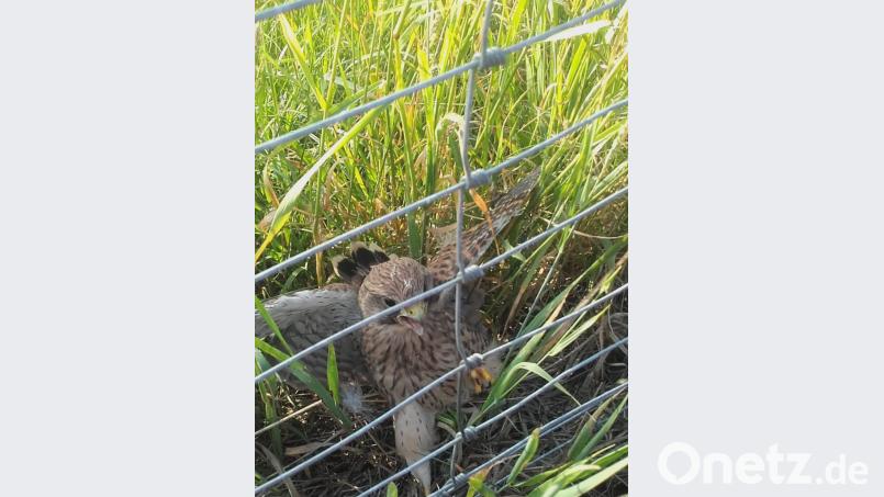Panisch und in Angriffslaune finden die Zöllner den kleinen Turmfalken, der sich im Zaun an der Autobahn verfangen hat. exb