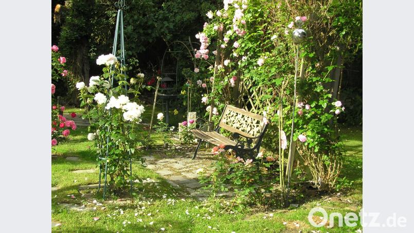 Eine Bank eingerahmt von Kletterrosen bietet inmitten des Blütenmeers eine kleine Ruhestätte. ÖT